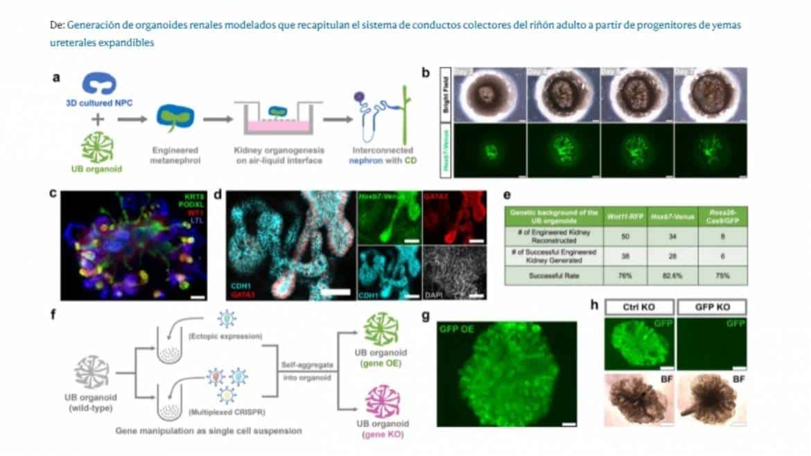 Cultivan organoides en laboratorio para combatir la enfermedad renal - TXS+