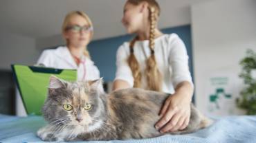Gatos