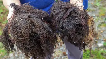 Cáncer de próstata