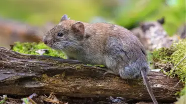 Hantavirus