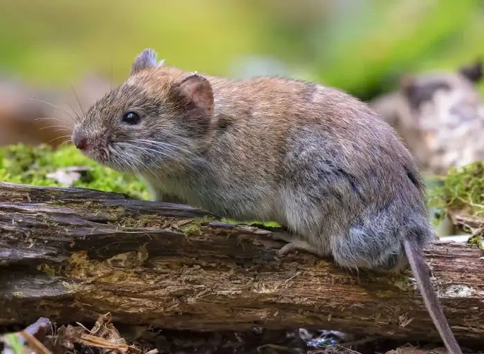Hantavirus