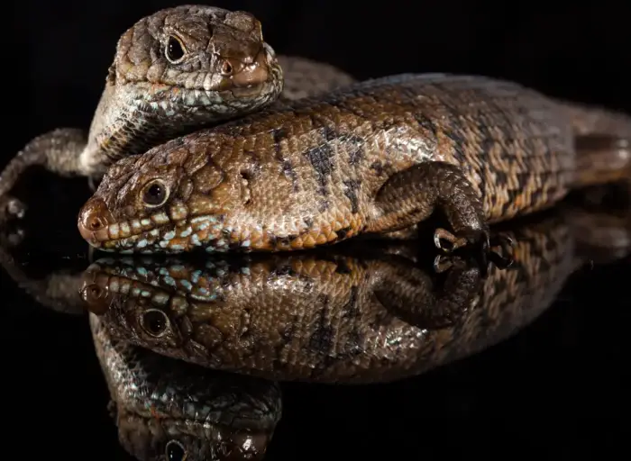 Cristián Hernández