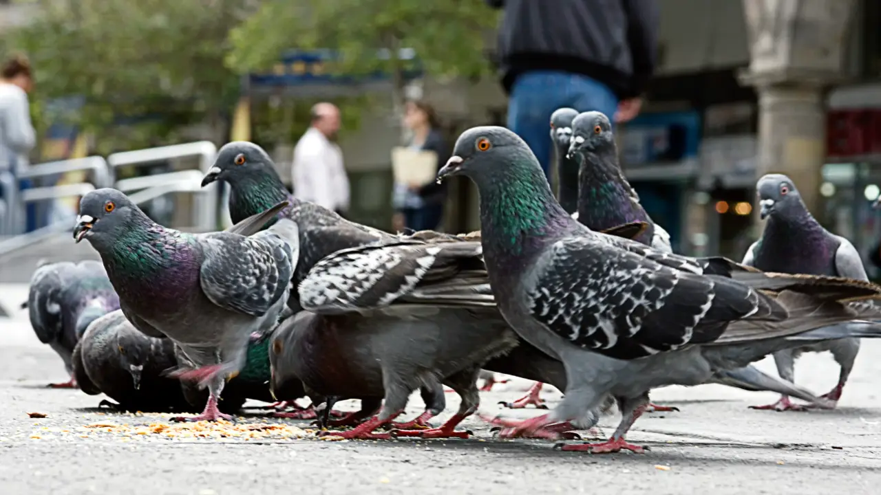 Palomas