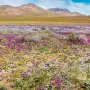 Desierto Florido: Académica de la U. de Chile explica cómo la lluvia favorece a este fenómeno